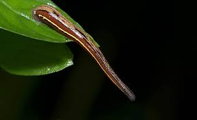 Have you checked the tame you were riding for leeches? How To Remove A Leech Racq