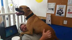 We did not find results for: Dirty Paws Pet Supplies Grooming 73 North Broadway Peru Fresha