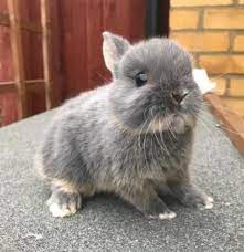 Netherland dwarfs are divided into 5 color groups, self, shaded, agouti, tan pattern, and aov (any other variety) and judged according to the arba standard. Meadow S Dreams Netherland Dwarf Bunnies Blue Otter Girl Facebook
