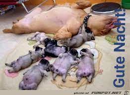 Die seite 1 für aktuelle nachrichten und themen, bilder und videos aus den bereichen news, wirtschaft, politik, show, sport, und promis. Gute Nacht Liebe Hunde