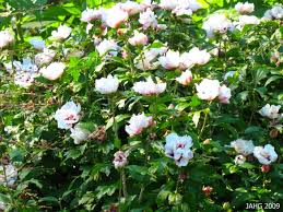 Image result for Hibiscus syriacus Violet Clair Double