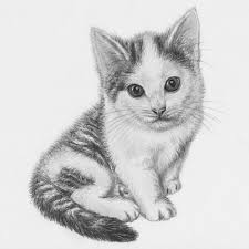 Global chat when you send a message in the global chat (using the command: 1001 Exemples Et Tutoriels Comment Dessiner Un Chat