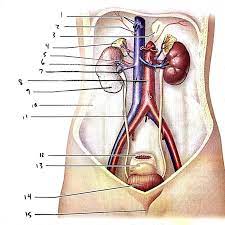 Anatomy Of The Urinary System Exercise 40 Flashcards Easy Notecards