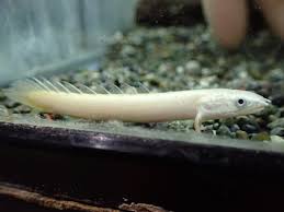 アクアショップ魚力