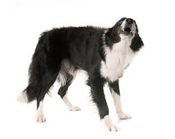 Do Border Collies Bark A Lot Four Paw City
