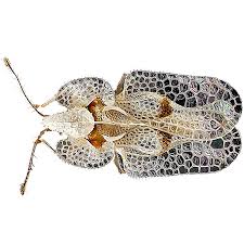 In this episode, let's look into top 10 treatment options to get rid of mealybugs and aphids from your garden. Identify And Control Lace Bugs
