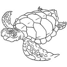 Easy drawing for kidsif you're looking for more coloring pages for. Top 10 Free Printable Cute Sea Turtle Coloring Pages Online