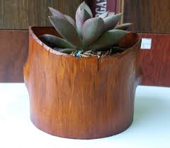 Bentuknya yang unik seperti ekor monyet yang panjang menjulang hingga keluar dari pot tanaman. Jual Kaktus Murah Kaktus Mini Kaktus Hias Souvenir Kaktus