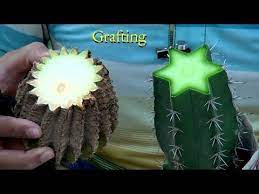How to grow cactus seeds? How To Grow Cactus From Seed With Update Video Youtube How To Grow Cactus Cactus Plants Mini Cactus Plants