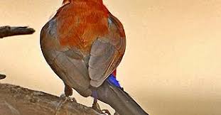 Image result for Trichoneura grandiglumis