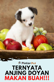  Apakah Boleh Anjing Diberi Makan Buah Anjing Makanan Anjing Pecinta Anjing