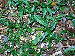 Image result for Aneilema spekei