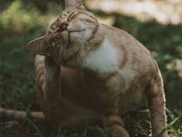 Maybe you would like to learn more about one of these? Portland Pet Grooming Pet Groomers