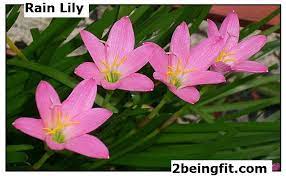 Rain Lily Nutrition Health Benefits Uses Recipes And More Rain Lily Lily Plants Lily Seeds