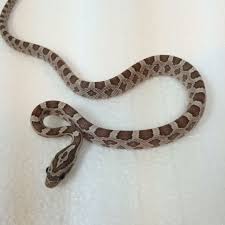 If you are looking for, or want to post ads for rat snakes, or other reptiles and amphibians and supplies please review our classified index for the appropriate category. Ghost Corn Snakes For Sale Pantherophis Guttata Corn Snakes For Sale Corn Snake Snakes For Sale
