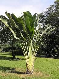 Image result for Wahlenbergia madagascariensis