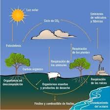 Infografia Sobre El Flujo De Energia Y De Los Ciclos Biogeoquimicos Que Explique Que La Destruccion Brainly Lat Carbon Cycle Nitrogen Cycle Ielts Writing
