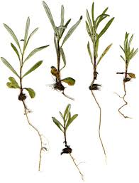 Image result for Hirpicium bechuanense