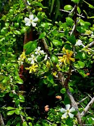 Image result for Catunaregam