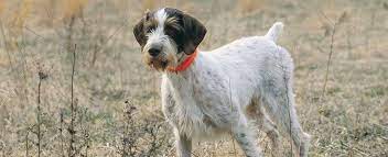 Box 365 arlington, mn 55307 united states. German Wirehaired Pointer Dog Breed Profile Petfinder