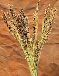 Dried Broom Corn Decorative Red Broom Corn Wheat Decorations Broom
