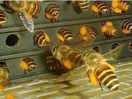 An Assortment Of Bee Butts Abeille Elever Des Abeilles Apiculture