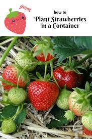 How To Plant Strawberries In A Container Tamara Tamawi Horne Strawberry Plants Edible Garden Growing Tomatoes In Containers