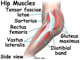 Once a tendon injury occurs, there often is a lengthy recuperation. Ligaments Tendons And Muscles Of The Hip Joint Naples Best Hip Surgeon