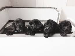Schnoodle puppies for sale and dogs for adoption in texas, tx. View Ad Schnoodle Giant Litter Of Puppies For Sale Near Texas Forney Usa Adn 64617