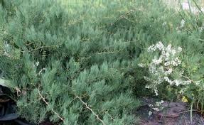 Image result for Asparagus suaveolens