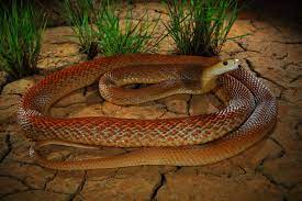Coastal Taipan Portrait Coastal Cute Reptiles Australian Animals