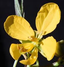 Image result for Senna occidentalis