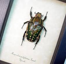 Image result for Macrotyloma africanum