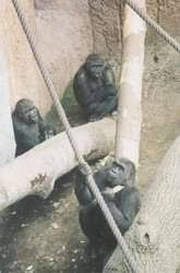 We did not find results for: Zoolex Exhibit Pongoland Gorillas