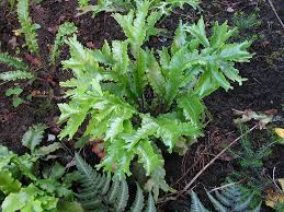 Image result for Asplenium currorii