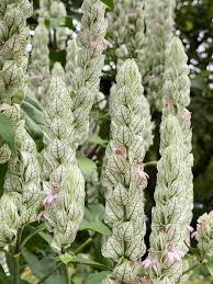 Image result for Justicia betonica