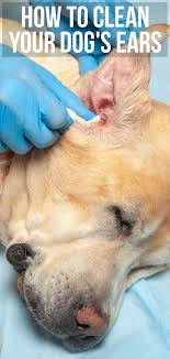You could also ask your vet or a veterinary technician to show you. How To Clean Dogs Ears A Complete Guide To Cleaning Your Dog S Ears