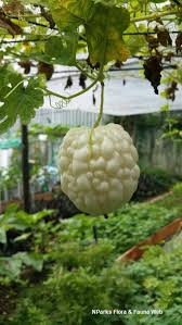 Image result for Momordica charantia