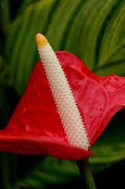 Untitled Flower Names Plant Species Anthurium