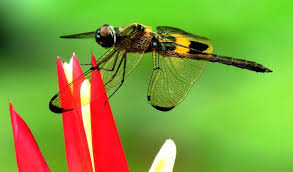 As for gardeners who reside in dry areas, the meadow sage is the best option and you'll only need sunlight, water, and shade. Mysteries Of The Dragonfly And Damselfly Triangle Gardener Magazine