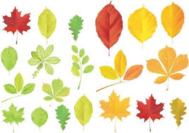 Image result for Leaves