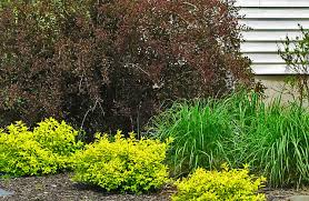The companion plants should not compete for resources for that matter, little devil ninebark also has companion plants that relish growing around it. Ninebark Summer Wine The Obsessive Neurotic Gardener