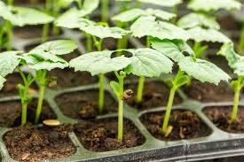 Research output in recent years has shed light on the multifarious health benefits of bitter gourd seeds, fruits, leaves, and other parts of the plant. Growing Bitter Melon Plants Gardenerdy