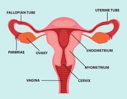 Female reproductive system side view 12 photos of the female … The Female Reproductive System Created By Photoroyaltyfreepik Com Us Download Scientific Diagram