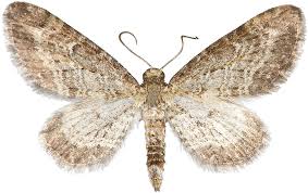 Image result for Eupithecia subumbrata