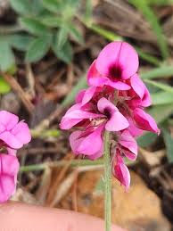 Image result for Indigofera ormocarpoides