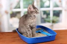 Kedi Yavrularini Tasimak My Animals