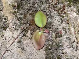 Image result for Pteronia acuminata