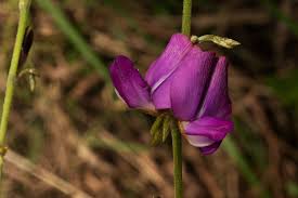 Image result for Dolichos kilimandscharicus