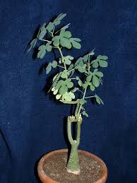 Image result for Adenia fruticosa